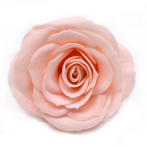 [CSFH-91] Flor de jabón artesanal -  Vintage Rose - Rosa
