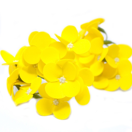 [CSFH-41] Flores de Jabón Manualidades - Jacinto - amarilla